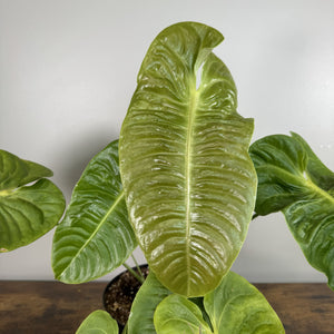 Anthurium veitchii 'King'