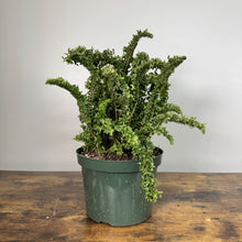 Load image into Gallery viewer, Nephrolepis Emina fern with ruffled green fronds in dark green plastic pot