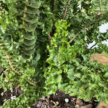 Load image into Gallery viewer, Nephrolepis Emina fern with dense ruffled green fronds in nursery container
