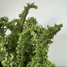 Load image into Gallery viewer, Healthy Nephrolepis Emina fern with dense ruffled green fronds against white background