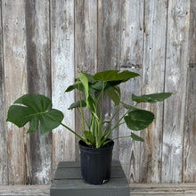 Load image into Gallery viewer, Monstera 'Cutleaf'