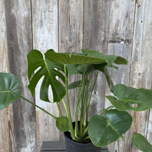 Load image into Gallery viewer, Monstera 'Cutleaf'