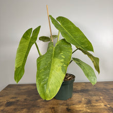 Load image into Gallery viewer, Philodendron Jose Buono tropical houseplant with variegated green and yellow leaves in black pot