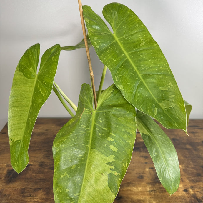Philodendron 'Jose Buono' - Stunning Variegated Foliage – Wasson