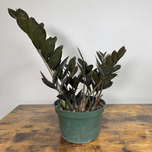 Load image into Gallery viewer, Zamioculas 'Raven ZZ Plant'