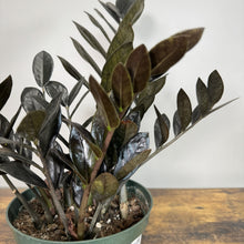 Load image into Gallery viewer, Zamioculas 'Raven ZZ Plant'