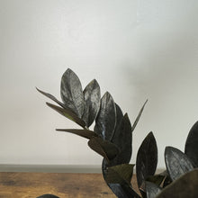 Load image into Gallery viewer, Zamioculas 'Raven ZZ Plant'