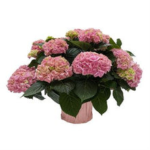 Load image into Gallery viewer, Hydrangea &#39;Annual&#39;