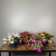Load image into Gallery viewer, Schlumbergera Zygo Cactus