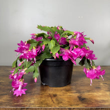 Load image into Gallery viewer, Schlumbergera Zygo Cactus