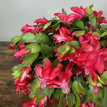 Load image into Gallery viewer, Schlumbergera Zygo Cactus