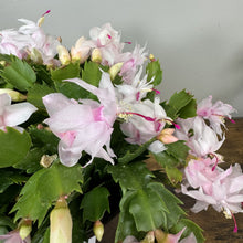 Load image into Gallery viewer, Schlumbergera Zygo Cactus
