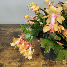 Load image into Gallery viewer, Schlumbergera Zygo Cactus
