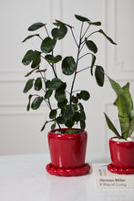 Load image into Gallery viewer, Glossy red ceramic Cinnamon Twist Pot with braided saucer holding a dark green houseplant.