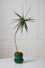 Load image into Gallery viewer, Glossy dark green ceramic Lorelai pot and saucer holding a tall Dracaena plant on white surface.