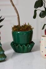 Load image into Gallery viewer, Glossy dark green ceramic pot with ruffled saucer holding a small tree with moss topdressing