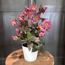 Load image into Gallery viewer, Helleborus Hellebore 'Annual'