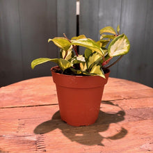 Load image into Gallery viewer, Hoya carnosa Krimson Princess tricolor plant in terracotta pot with variegated green, cream and pink leaves