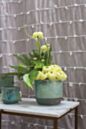 Load image into Gallery viewer, Caribe Pot