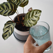 Load image into Gallery viewer, Hand holding glass of blue fertilizer solution next to healthy striped houseplant