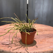 Load image into Gallery viewer, Hoya Retusa succulent plant with thin green trailing stems in terracotta pot