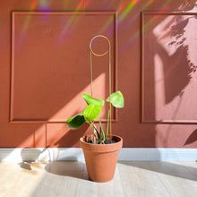 Load image into Gallery viewer, Gold metal plant stake with circular top supporting green plant in terracotta pot