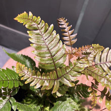 Load image into Gallery viewer, Pteris quadriaurita 'Tricolor' Fern