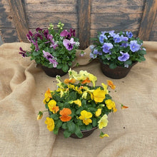 Load image into Gallery viewer, Pansy Bowl