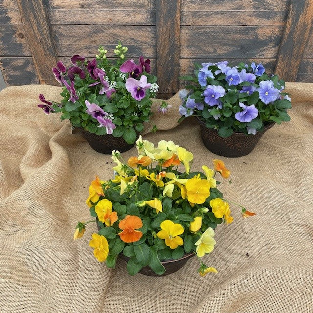 pansy plants in pots Pansy Bowl by Greenhouse: Vibrant Cool-Season Annuals – Wasson Nursery
