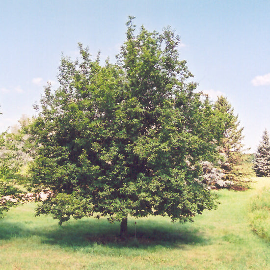 Hop Hornbeam Eastern