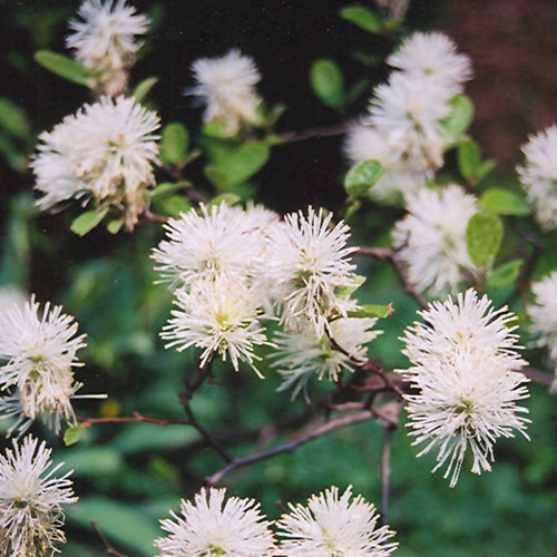 Fothergilla Legend of the Small
