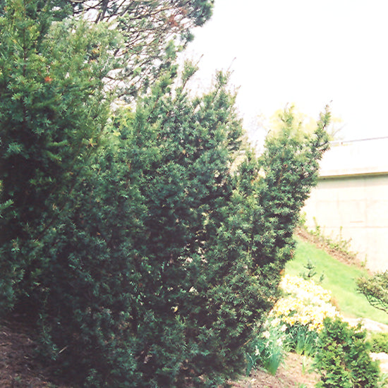 Yew Captain Shrub - Pyramidal Evergreen Beauty – Wasson Nursery