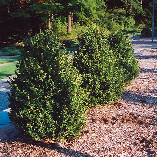 Boxwood Green Mountain Pyramid