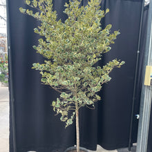 Load image into Gallery viewer, Ficus Triangle Variegata Fig tree with green and cream variegated leaves in nursery setting
