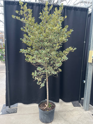 Ficus 'Triangle Variegata Fig'