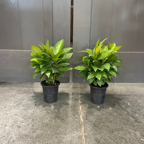 Ardisia