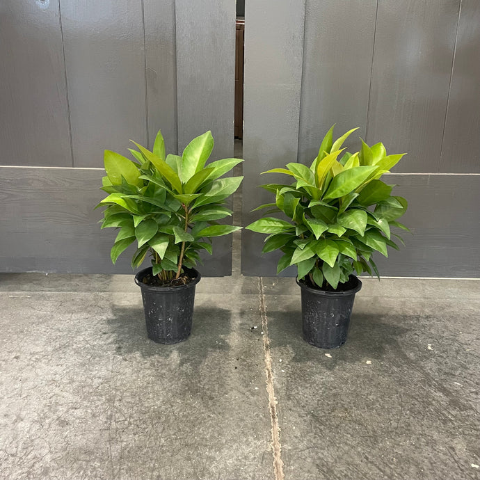 Ardisia