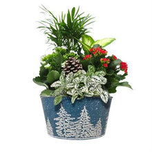 Load image into Gallery viewer, Holiday Gift Planter