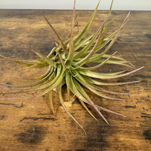 Load image into Gallery viewer, Tillandsia air plant with curved green and bronze leaves displayed on wooden surface