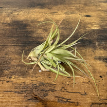 Load image into Gallery viewer, Three air plants with long green leaves and visible roots on wooden surface