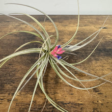 Load image into Gallery viewer, Air plant with long silver-green leaves and bright pink purple flowers on wooden surface