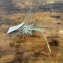 Load image into Gallery viewer, Tillandsia air plant with silvery-green curly leaves and care tag on wooden surface