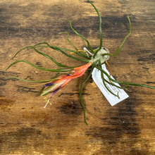 Load image into Gallery viewer, Tillandsia air plant with long green leaves and colorful orange-red bloom on wooden surface