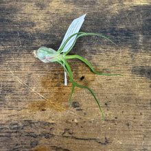 Load image into Gallery viewer, Tillandsia air plant with curved green leaves and white identification tag on wooden surface