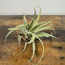 Load image into Gallery viewer, Healthy air plant with long silvery-green leaves curving gracefully on wooden surface