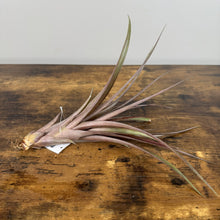 Load image into Gallery viewer, Tillandsia air plant with long purple and green leaves on wooden surface with care tag