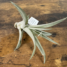 Load image into Gallery viewer, Tillandsia air plant with silvery-green leaves and identification tag on wooden surface