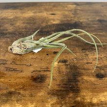 Load image into Gallery viewer, Tillandsia air plant with long silvery-green leaves and visible roots on wooden surface