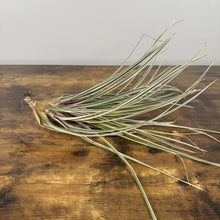 Load image into Gallery viewer, Tillandsia air plant with long silvery-green leaves and visible root system on wooden surface