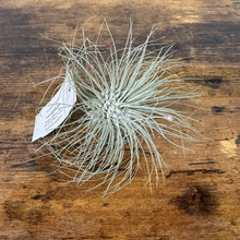 Load image into Gallery viewer, Silver-green air plant with thin spiky leaves and identification tag on wooden surface